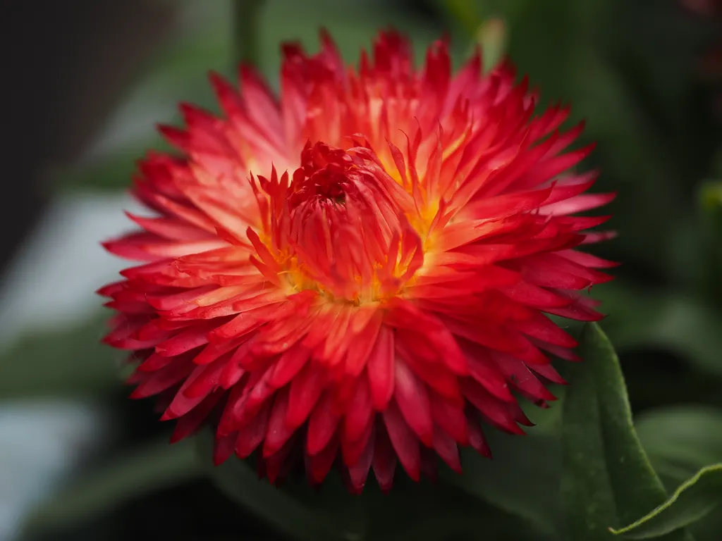 a red many-petaled flower