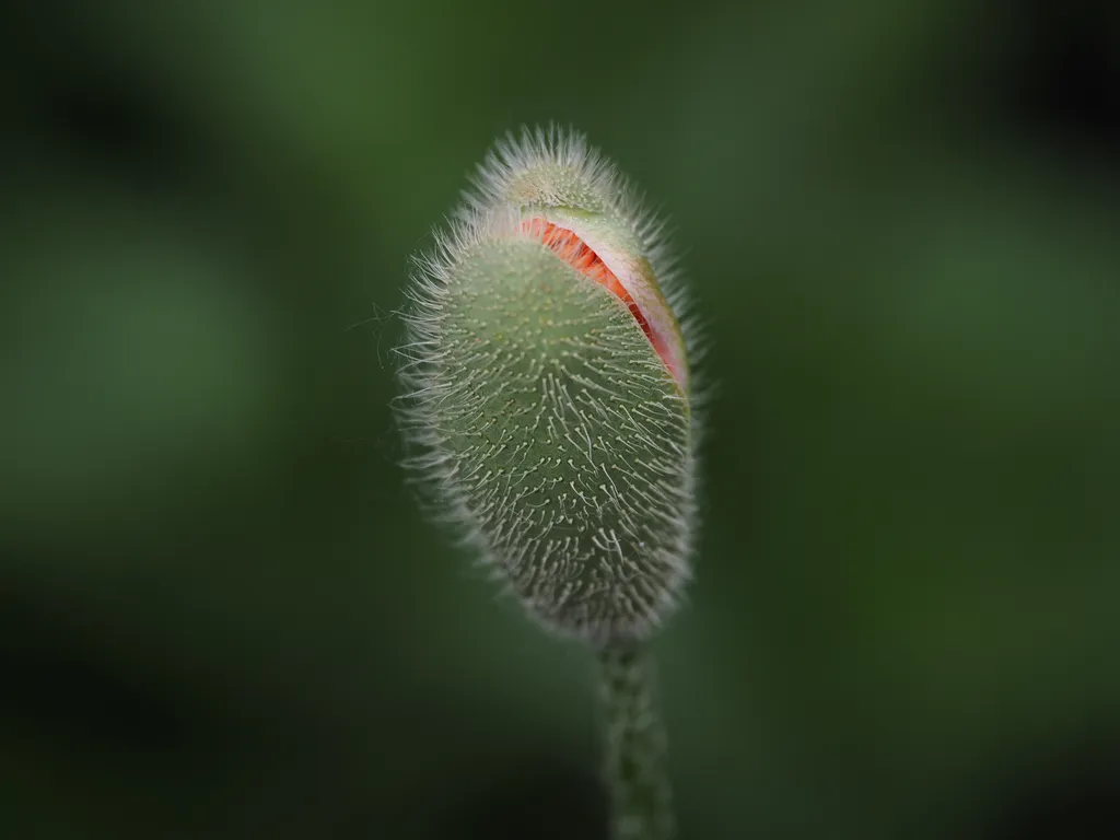 a poppy bud starting to open up