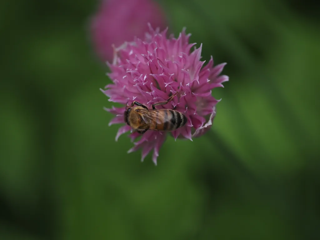 a bee visiting a flower