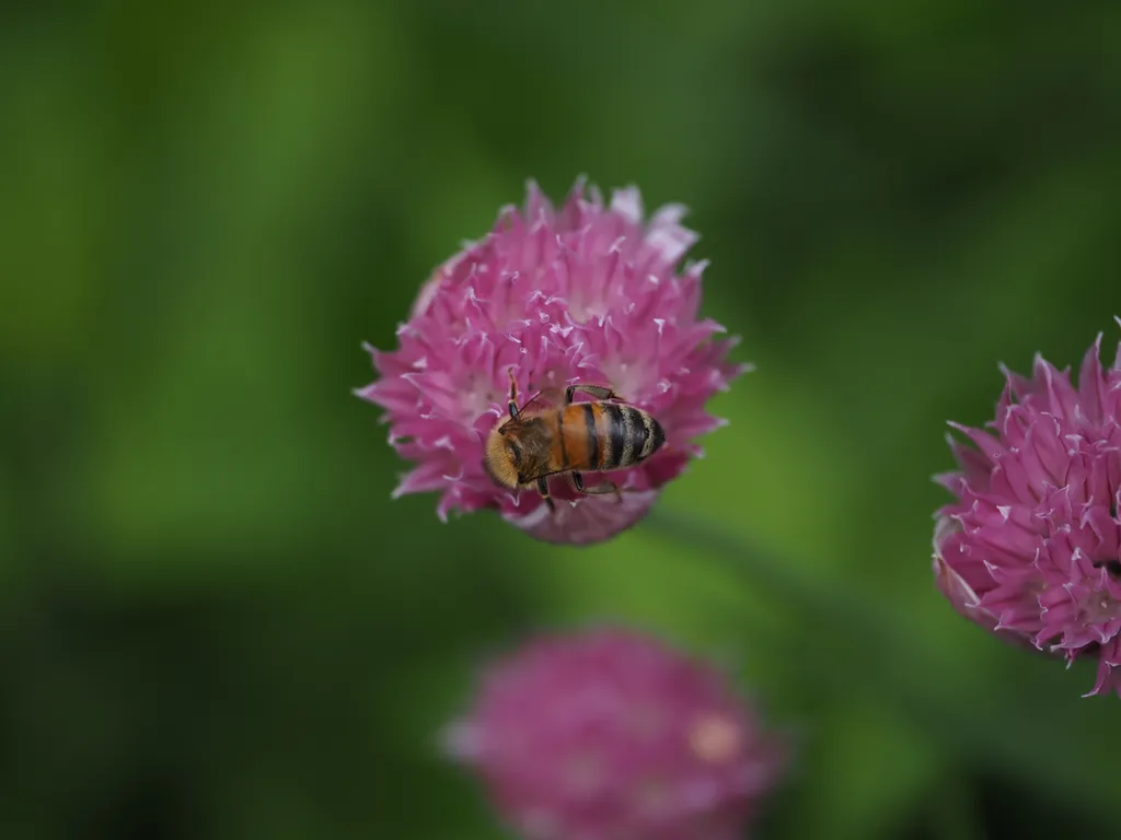 a bee visiting a flower