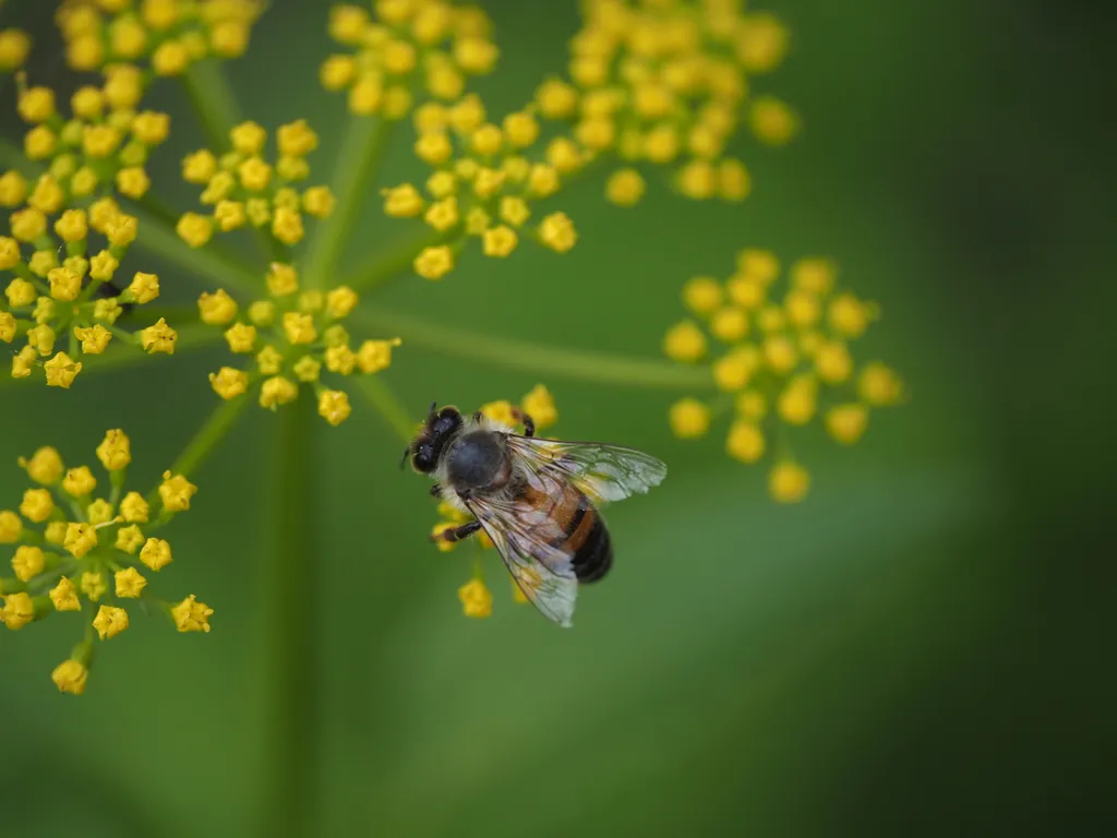 a bee-like fly visiting a yellow flower