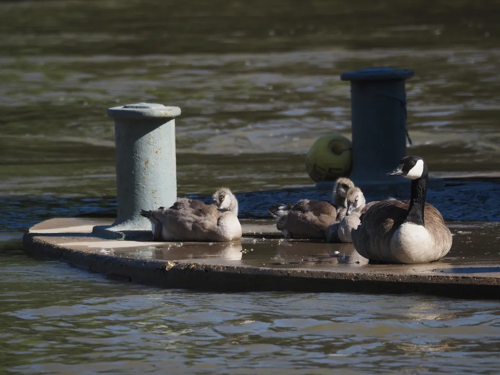 goslings resting on the edge of a flooded river