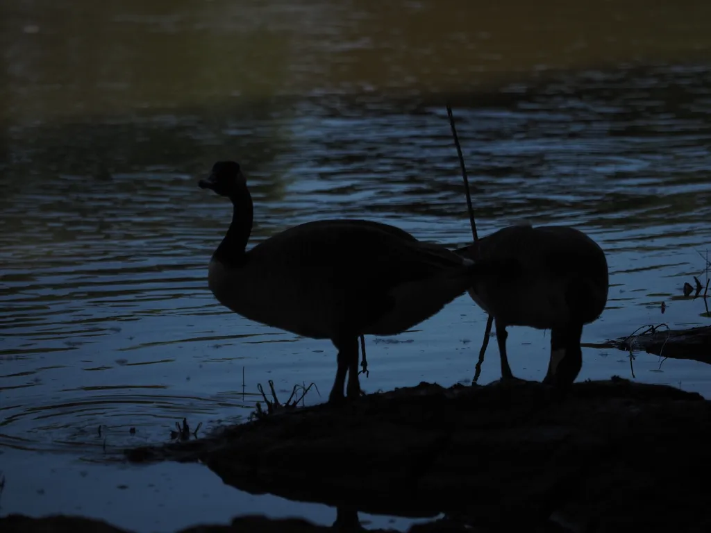 geese standing by a flooded river