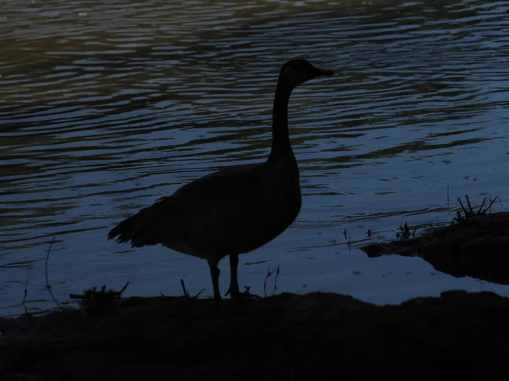 geese standing by a flooded river