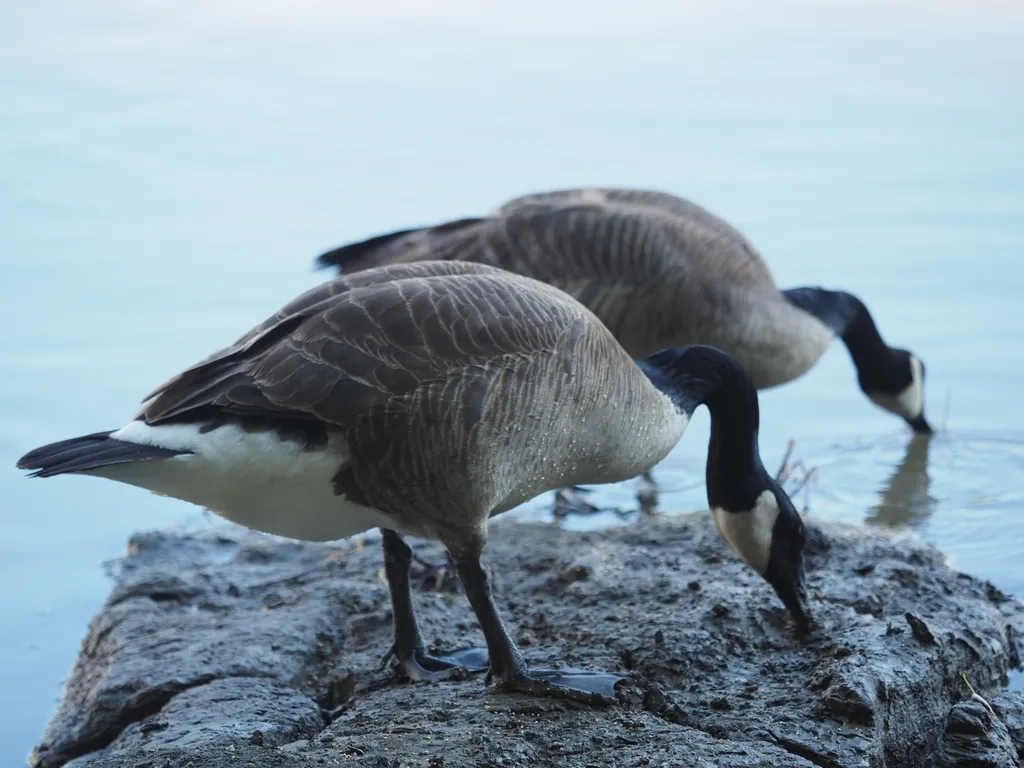 geese eating by a flooded river