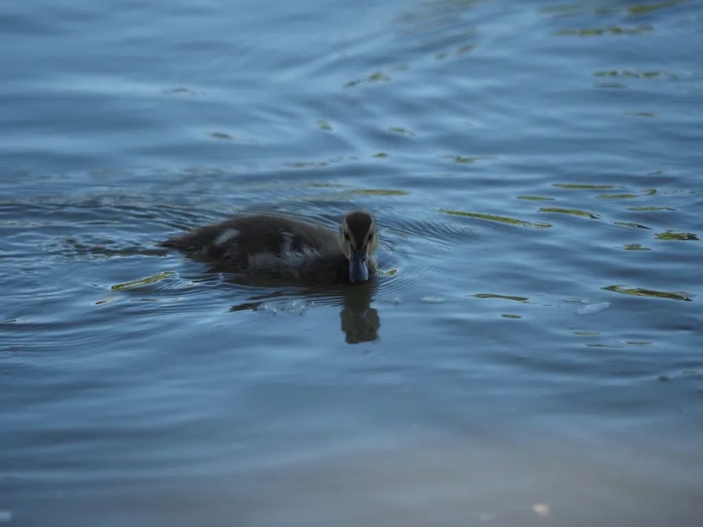 a duckling in a river