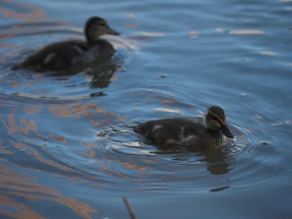 ducklings in a river