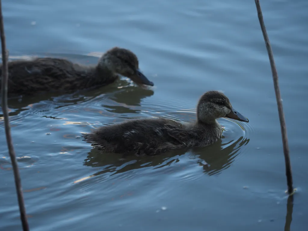 ducklings in a river