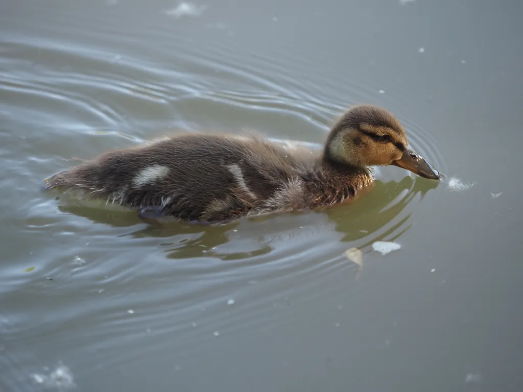 ducklings in a river