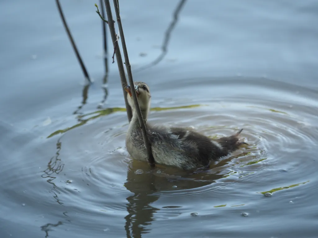 a duckling caught up in a plant in a flooded river