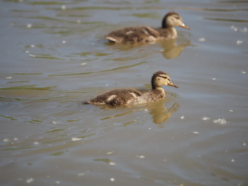 ducklings in a flooded river