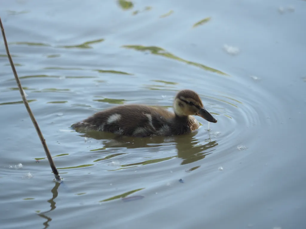 ducklings in a flooded river