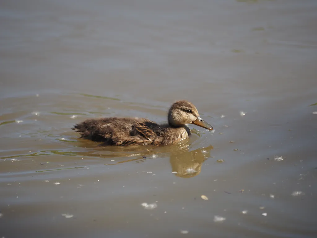 ducklings in a flooded river