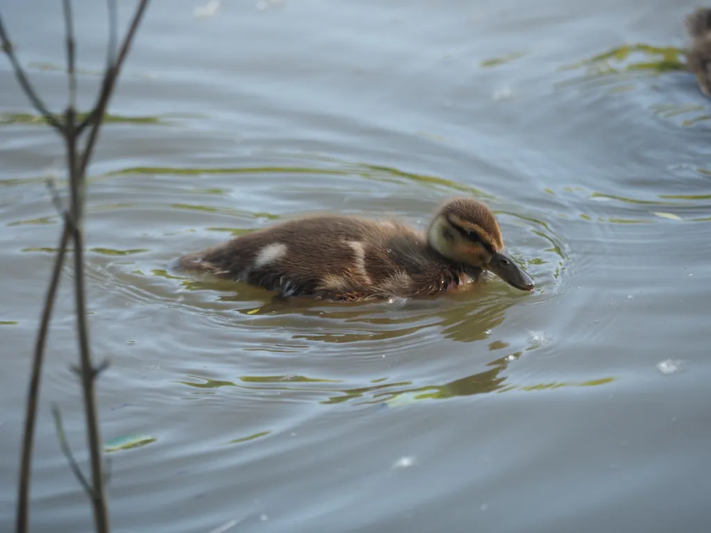 ducklings in a flooded river