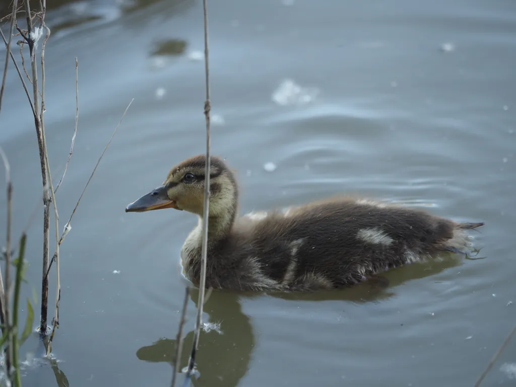 a duckling in a flooded river