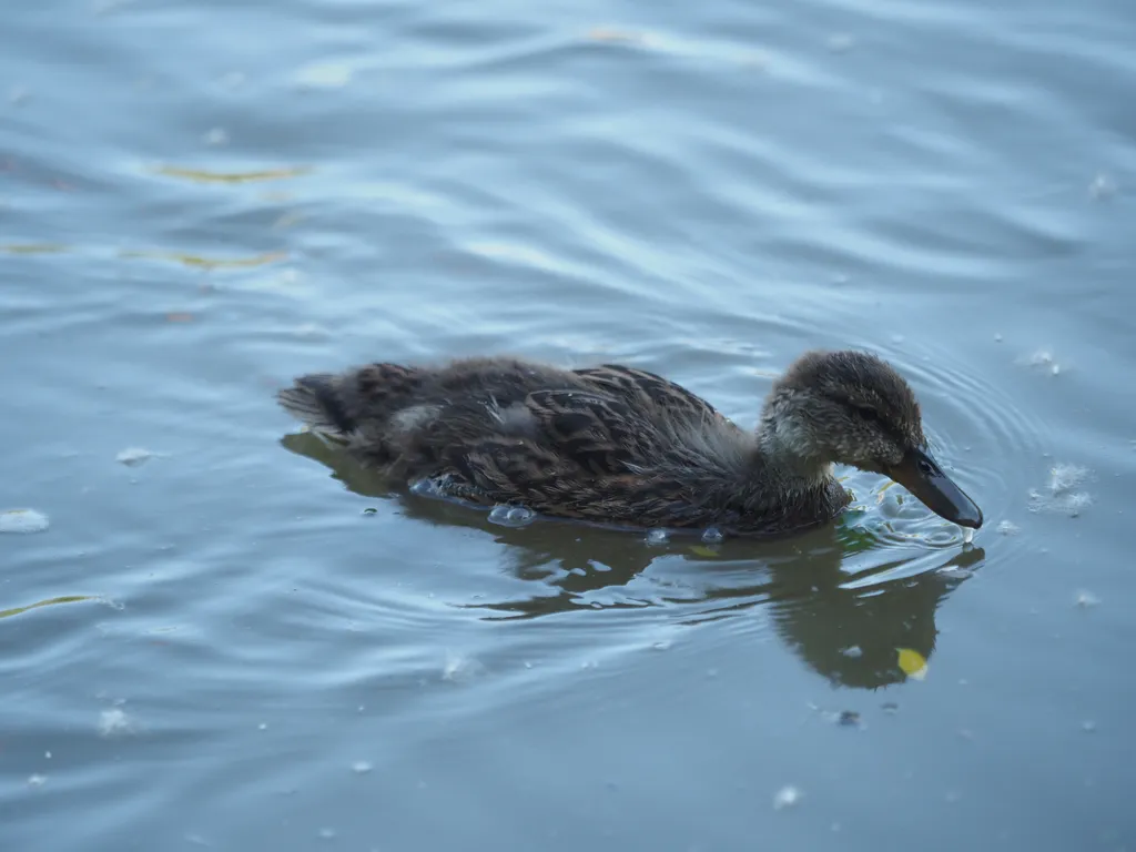 a duckling in a flooded river