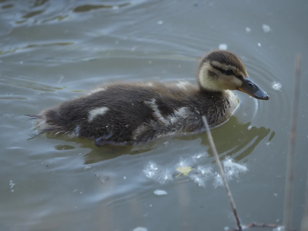 a duckling in a flooded river