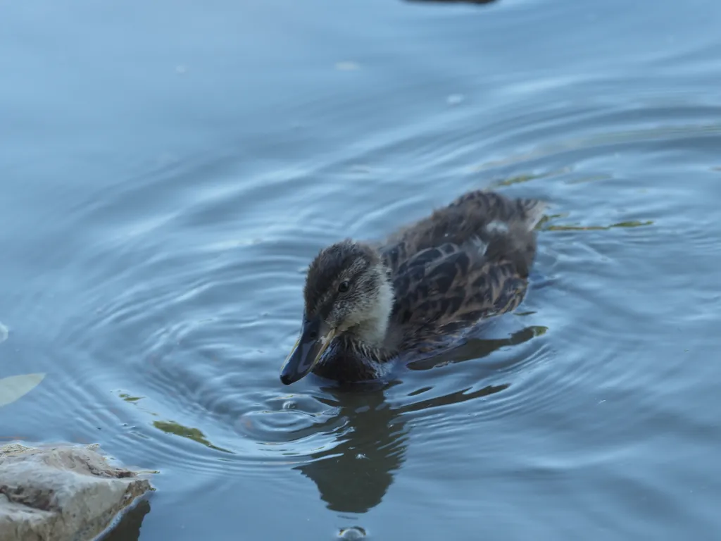 a duckling in a flooded river