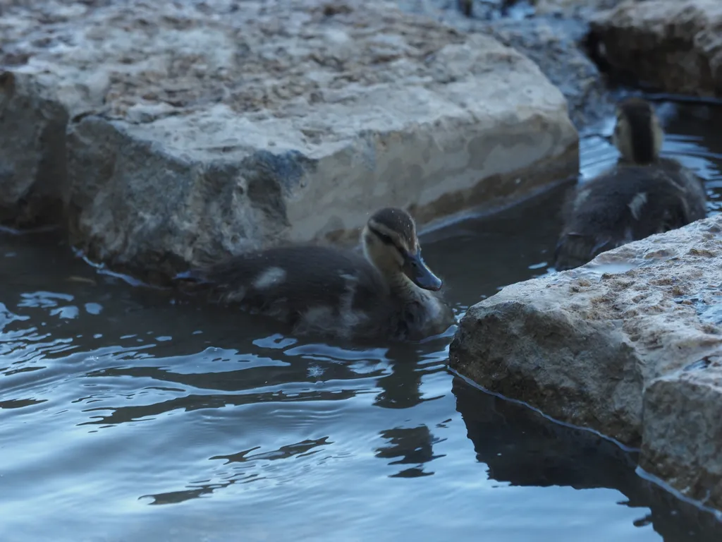 a duckling in a flooded river