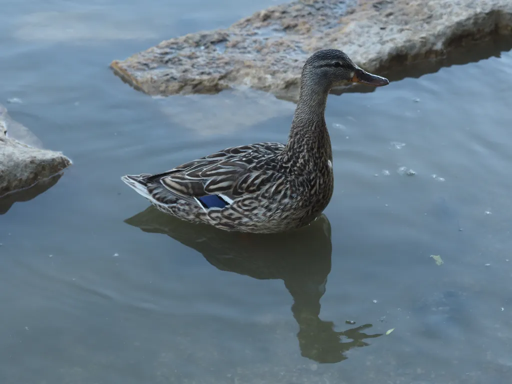 a duck in a flooded river