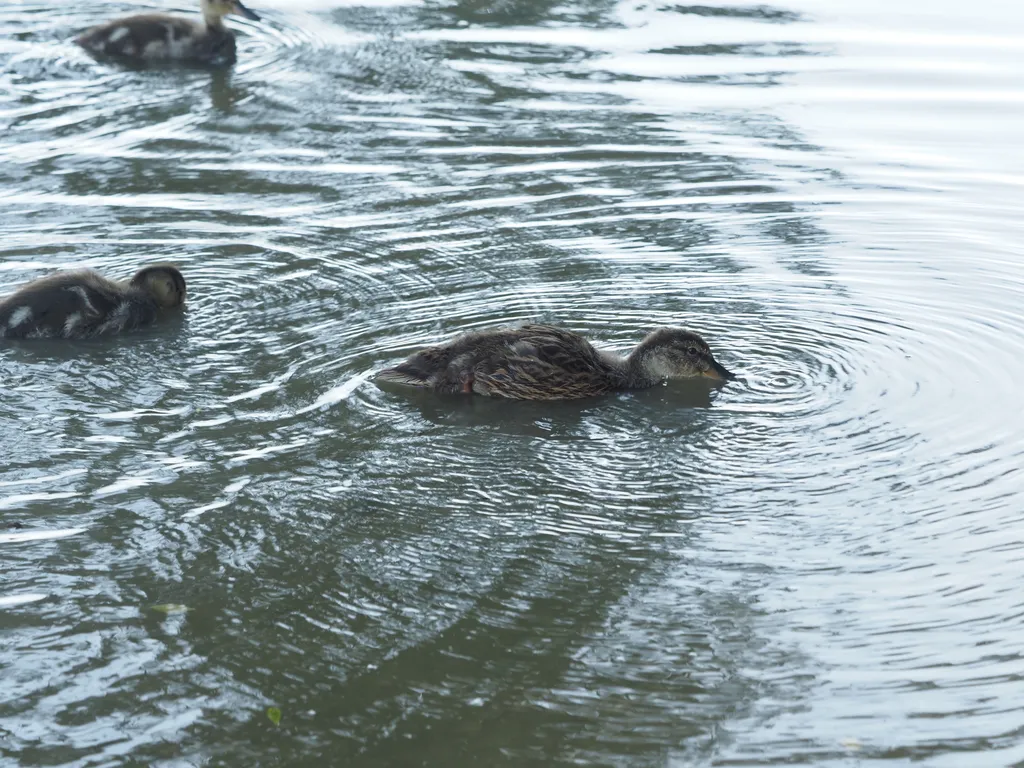 ducklings on a flooded path