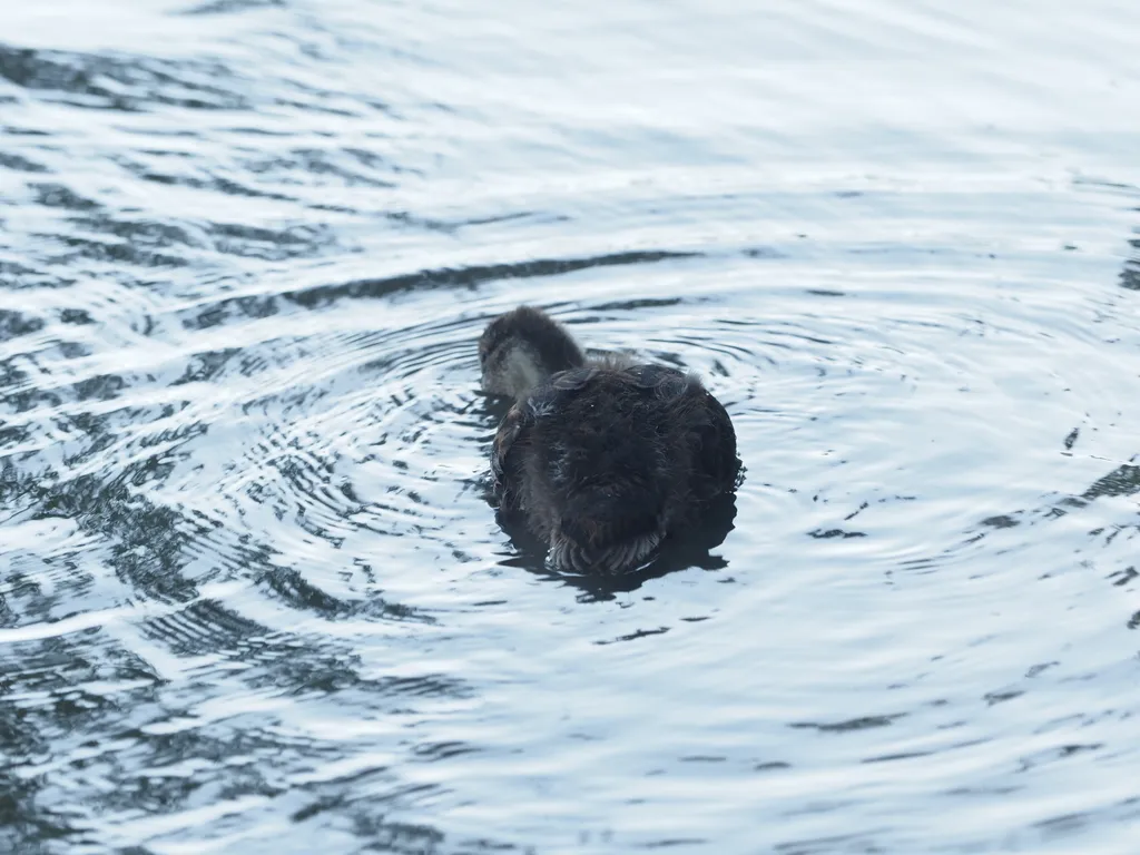 ducklings on a flooded path