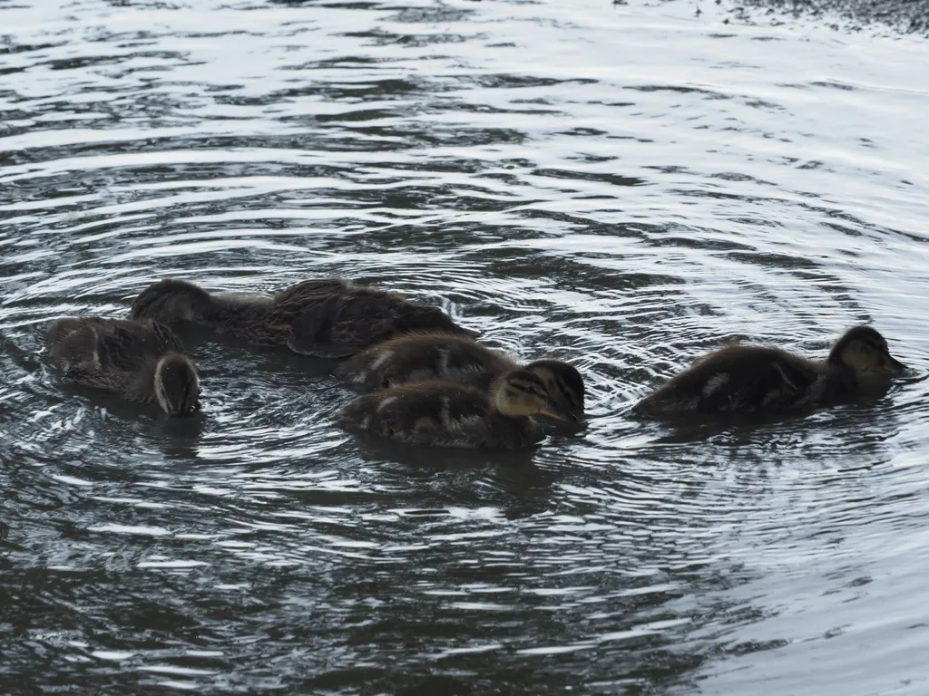 ducklings on a flooded path