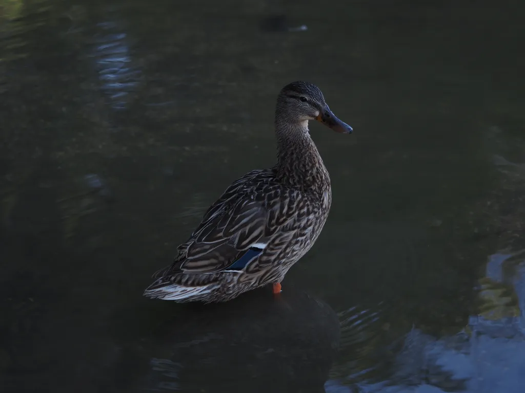 a duck on a flooded path