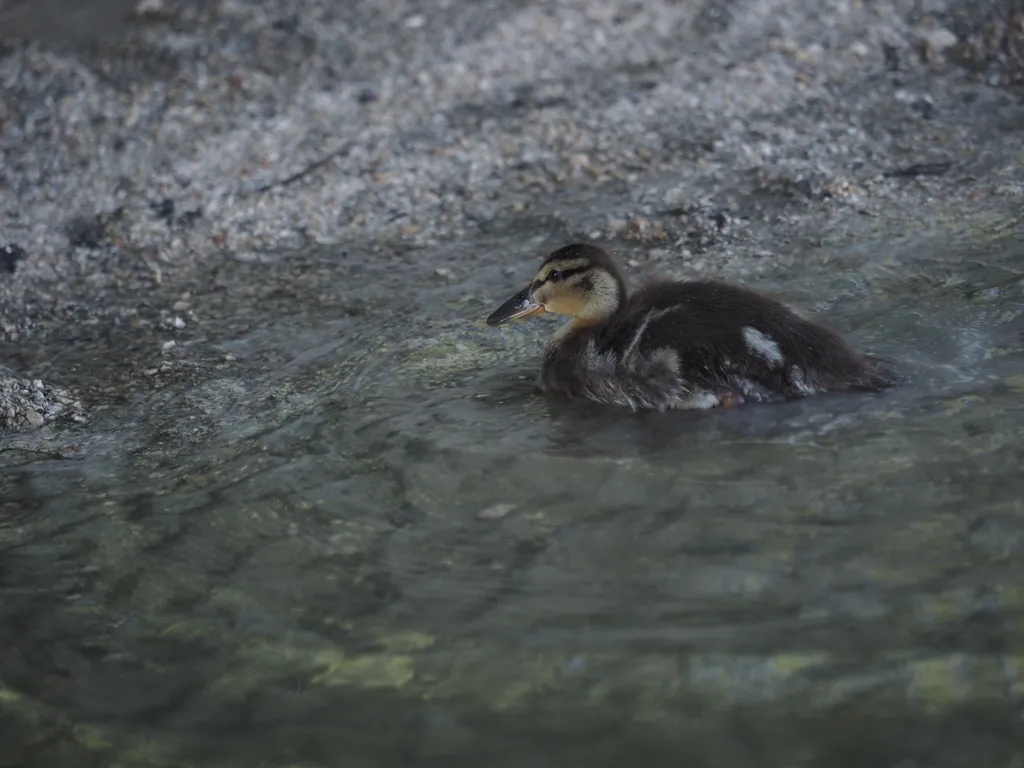 a duckling on a flooded path