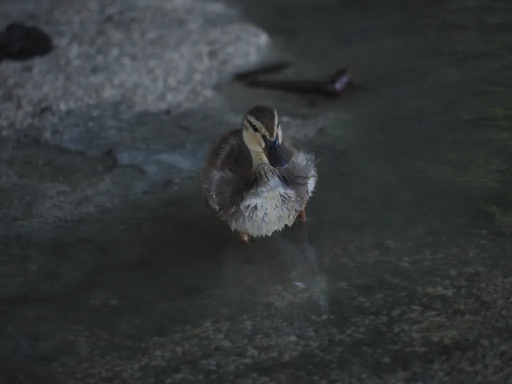 a duckling on a flooded path