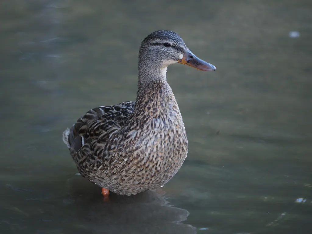 a duck on a flooded path