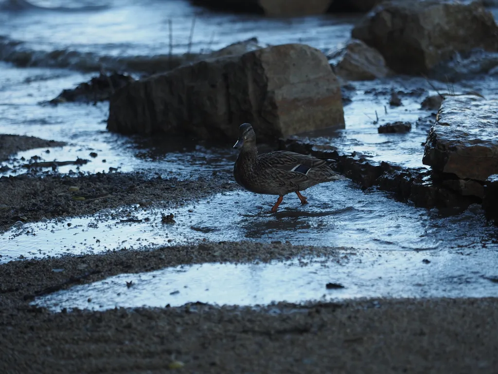 a duck on a flooded path