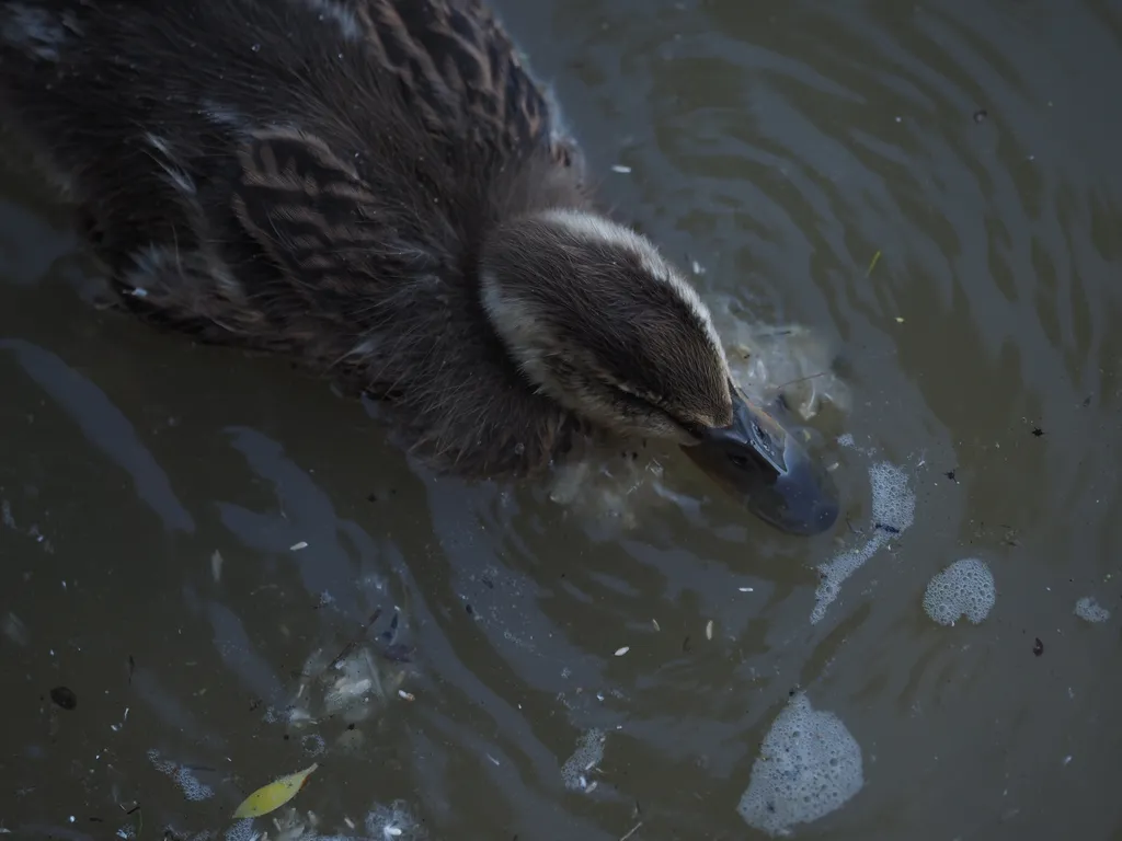 ducklings on a flooded path