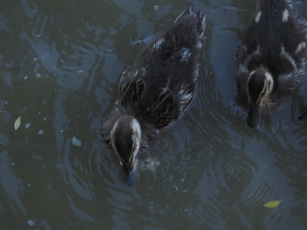 ducklings on a flooded path