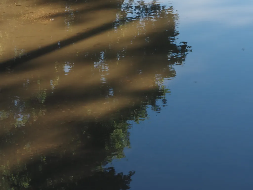 trees reflected in a puddle