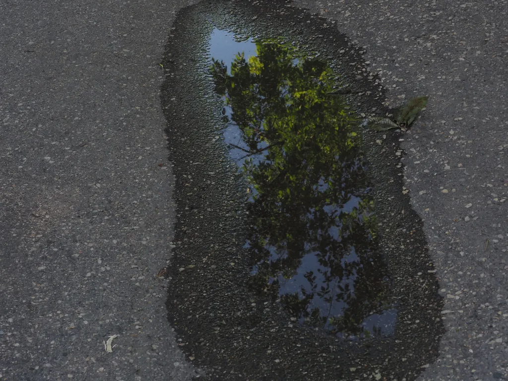 a tree reflected in a fading puddle