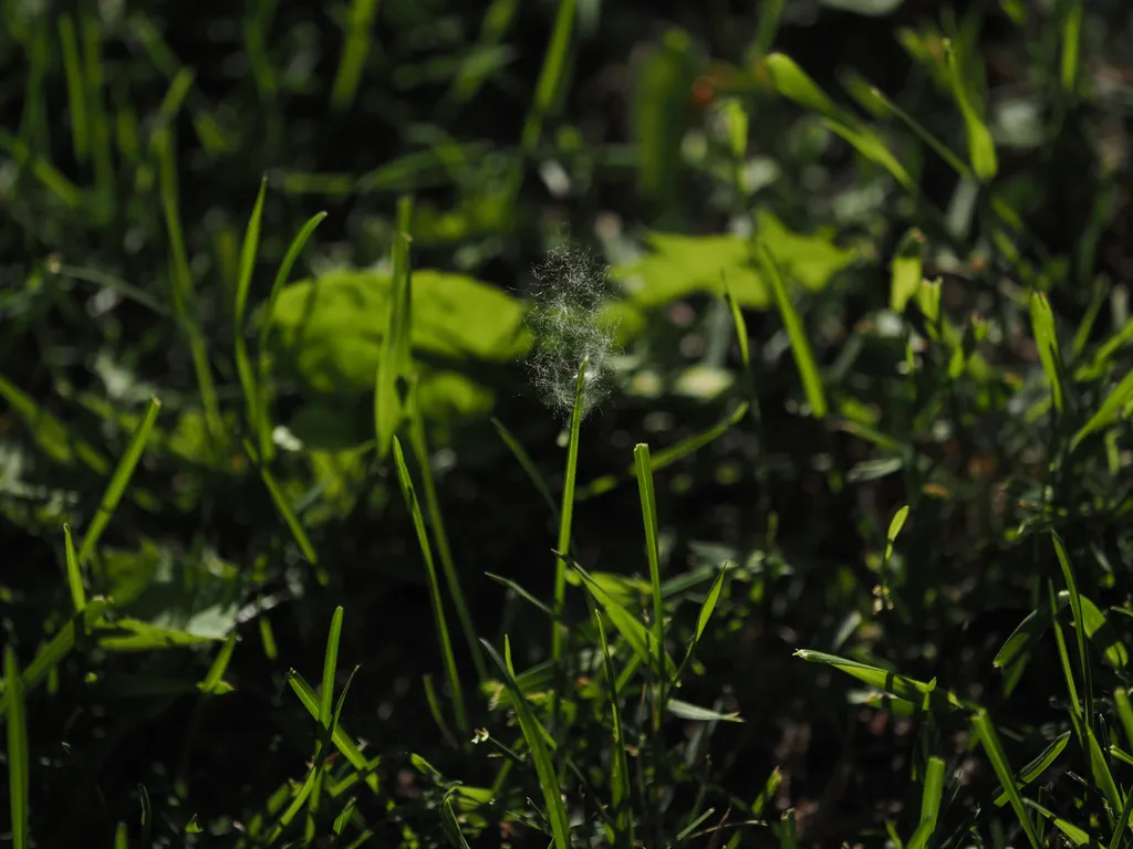 a seed in the grass