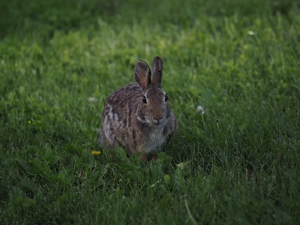 an alert rabbit