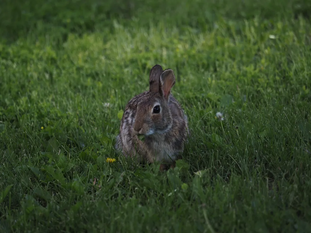 an alert rabbit