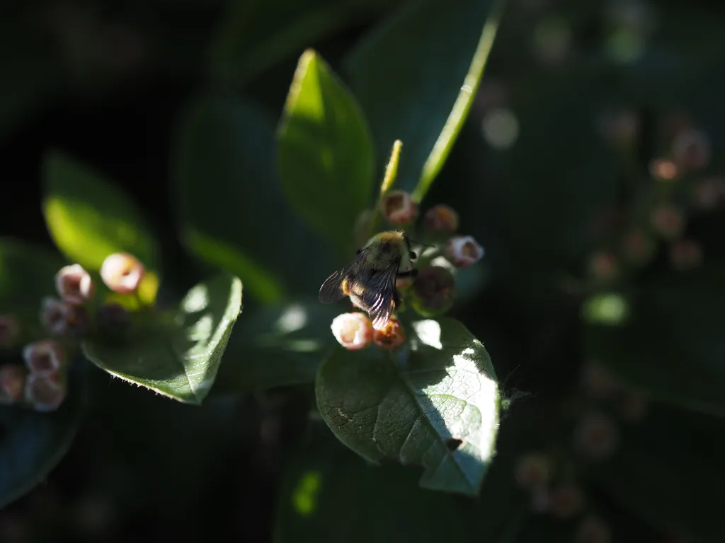 a bee visiting tiny flowers