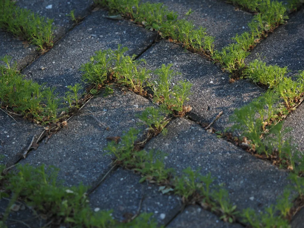 plants growing in the cracks of a front walk