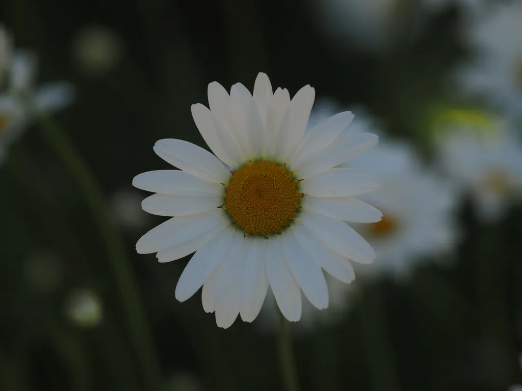 a white flower