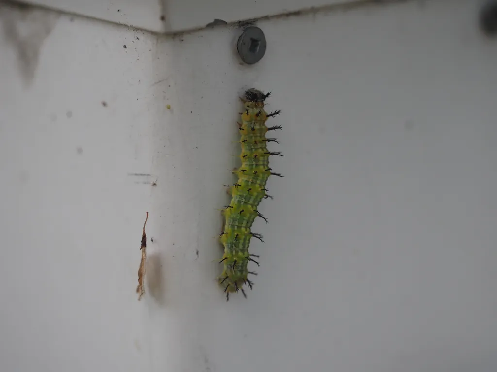 a green caterpillar with subtle lighter green (yellow) stripes down the length of its body with black spines growing out of its body