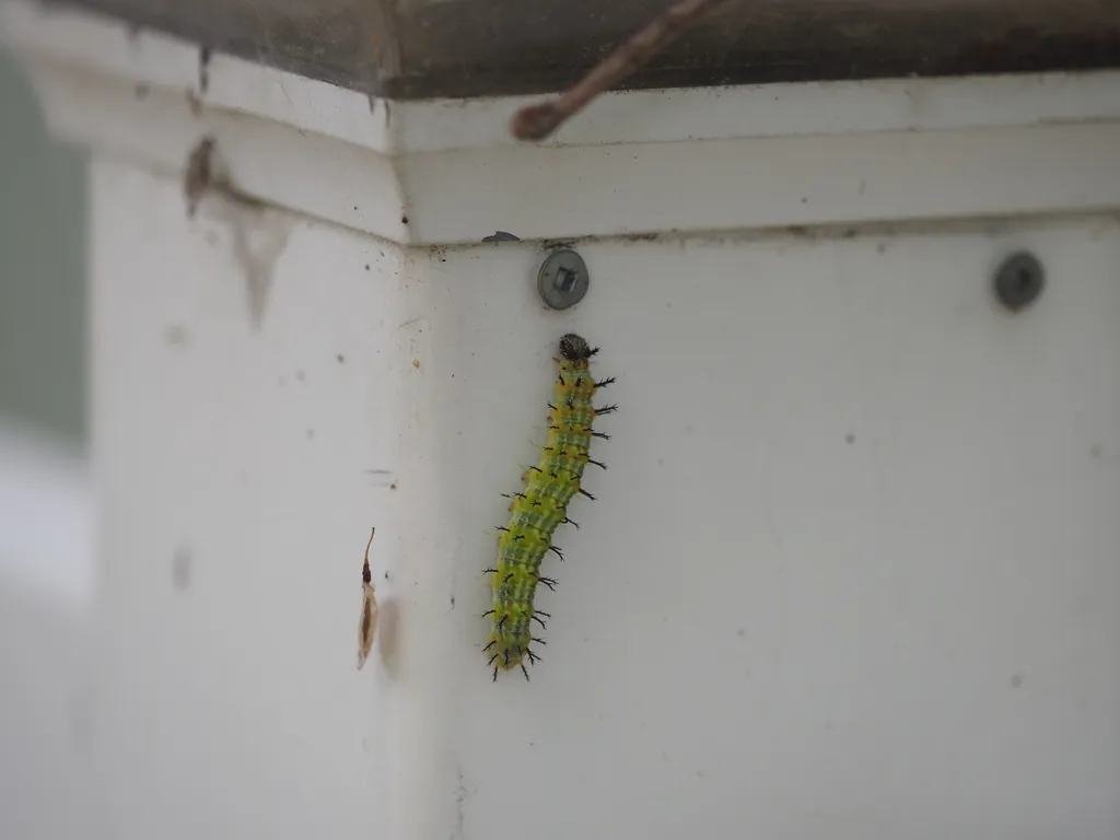 a green caterpillar with subtle lighter green (yellow) stripes down the length of its body with black spines growing out of its body