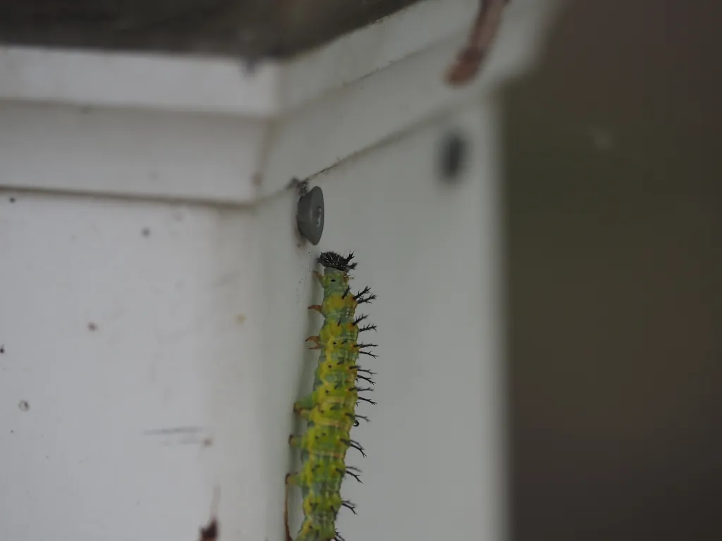 a green caterpillar with subtle lighter green (yellow) stripes down the length of its body with black spines growing out of its body