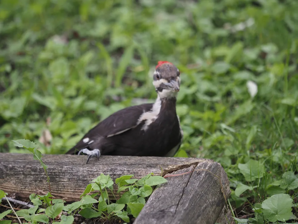 a woodpecker pecking at the wood of a plant box