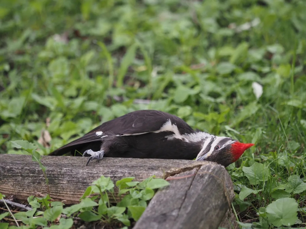 a woodpecker pecking at the wood of a plant box