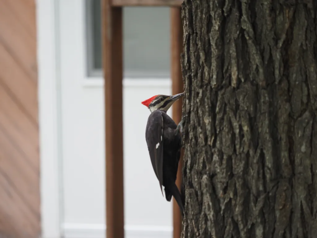 a woodpecker on a tree