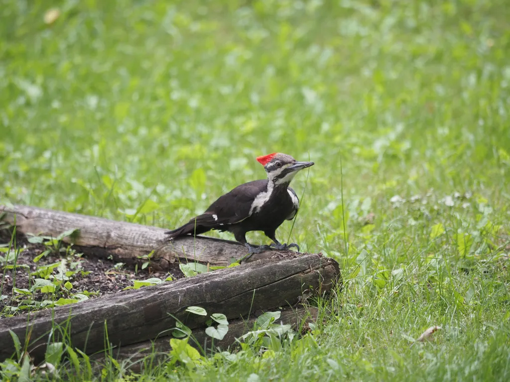 a woodpecker on a planter