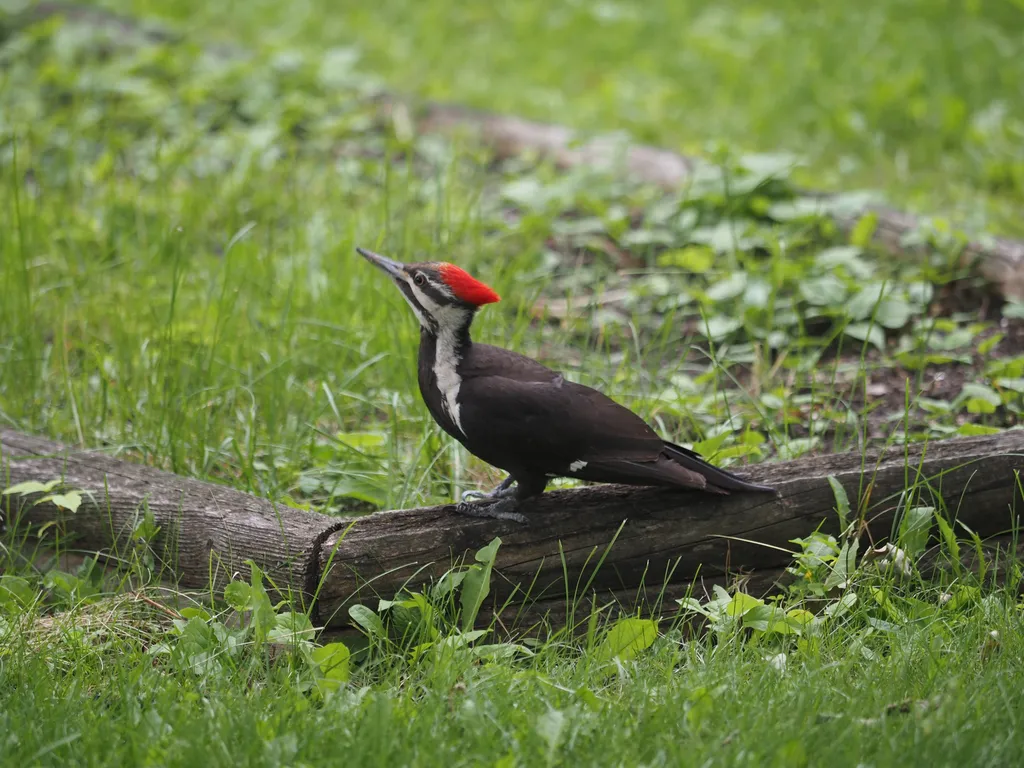 a woodpecker on a planter